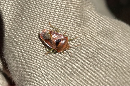 Elasmucha grisea