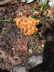 Gyromitra gigas