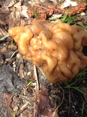 Gyromitra gigas