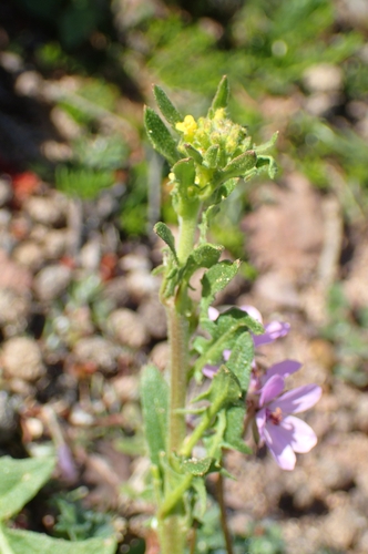 Image of Sisymbrium runcinatum by (c) Jorge Íñiguez, some rights reserved (CC BY)