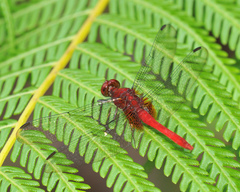 Erythrodiplax castanea