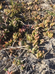 Lampranthus reptans