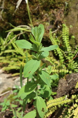 Hypericum perforatum