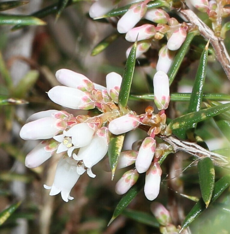 peach heath