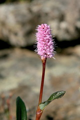 Bistorta plumosa
