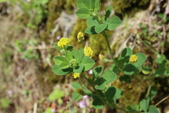 Medicago lupulina