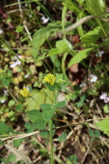 Medicago lupulina