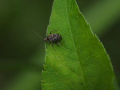 Charagochilus longicornis
