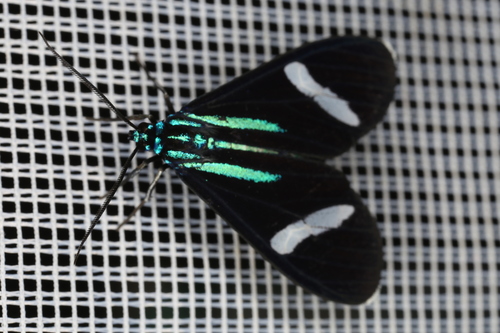 Mydromera isthmia