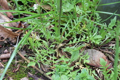 Capsella bursa-pastoris