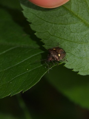 Eysarcoris guttigerus