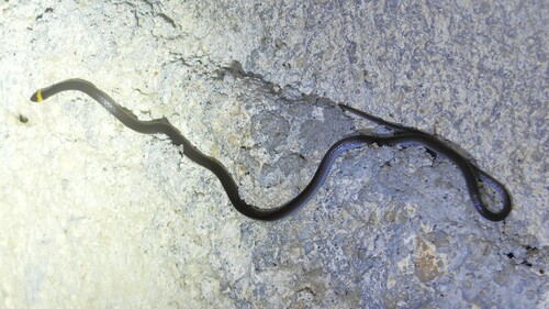 Pacific Longtail Snake