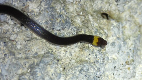 Pacific Longtail Snake