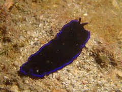 Pseudoceros caeruleocinctus