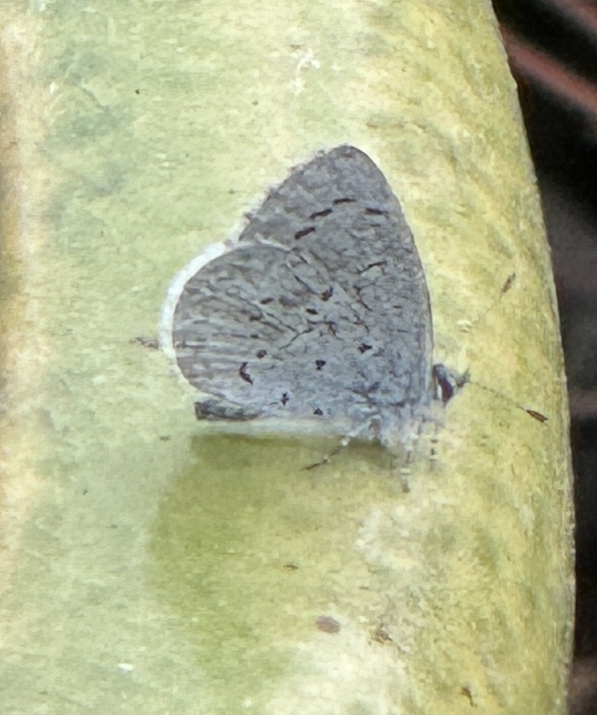 Spring Azure