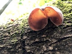 Auricularia angiospermarum