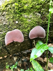 Auricularia angiospermarum