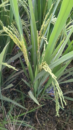 Foto de Arroz