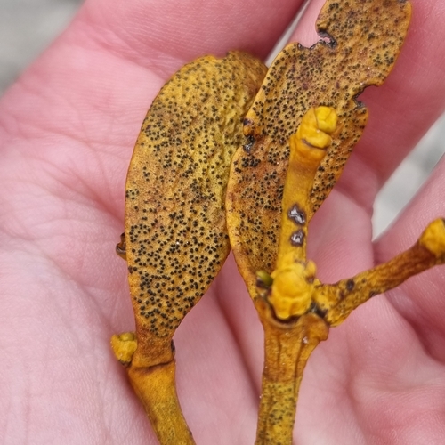 Representative image of Sphaeropsis