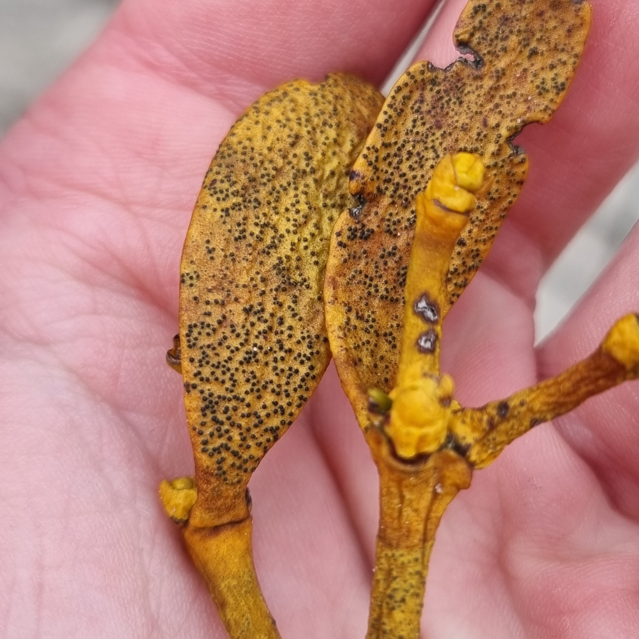 Sphaeropsis
