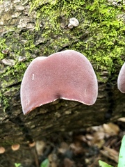 Auricularia angiospermarum