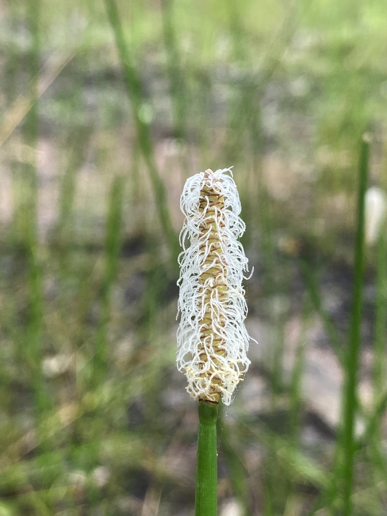 Năn Xoắn (Eleocharis spiralis)
