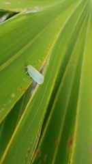 Ormenaria rufifascia