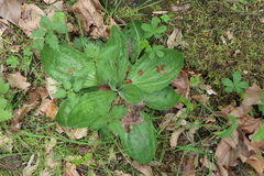 Plantago media