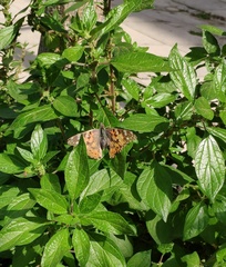 Vanessa cardui