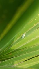 Ormenaria rufifascia