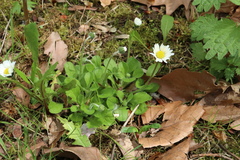 Bellis perennis