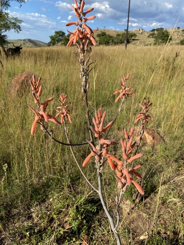 De Wet's Aloe (Aloe dewetii)