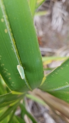 Ormenaria rufifascia