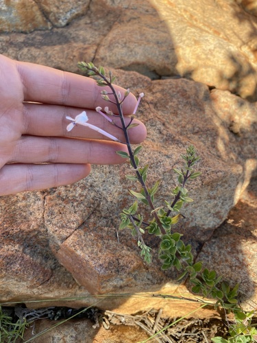 Pongola Whistlesweet (Thorncroftia greenii)