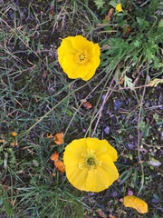 Papaver croceum