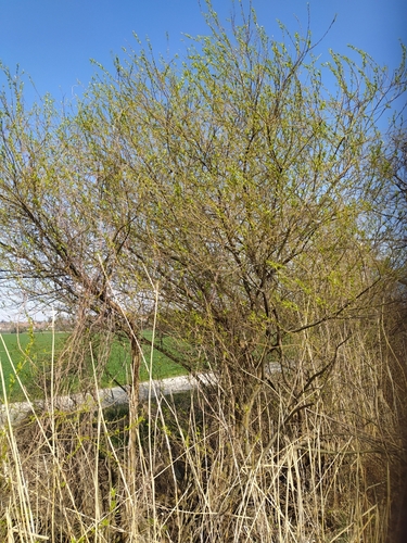 Salix triandra iNat (2)