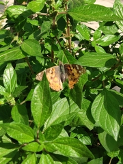 Vanessa cardui