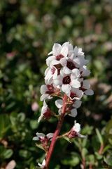 Boykinia richardsonii