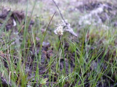 Eriophorum chamissonis