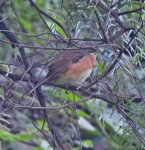 Bolivian Warbling Finch (Poospiza boliviana), photo 8
