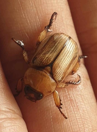 Anomala pallida