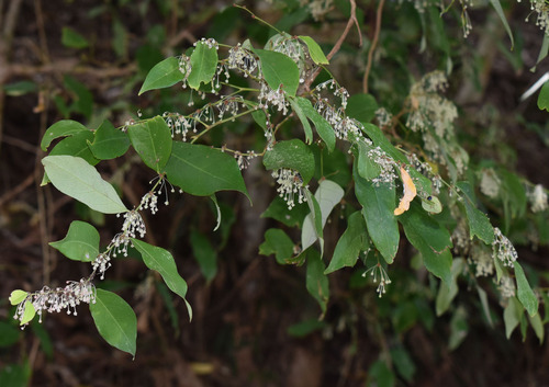 Phyllanthus cuscutiflorus observed 2023-12-25