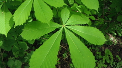 Aesculus hippocastanum