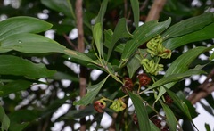 Acacia auriculiformis