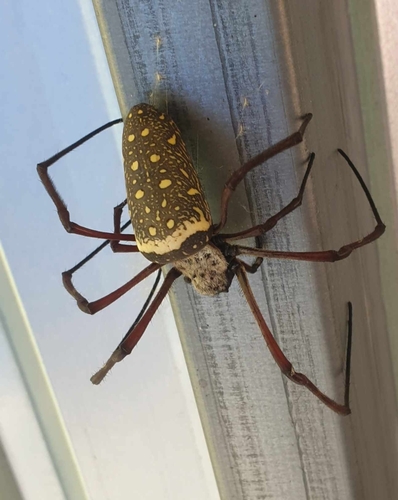Batik Golden Web Spider