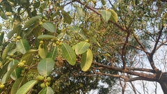 Ficus
