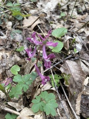 Corydalis caucasica, photograph Илья Руденко, CC BY, iNaturalist via GBIF