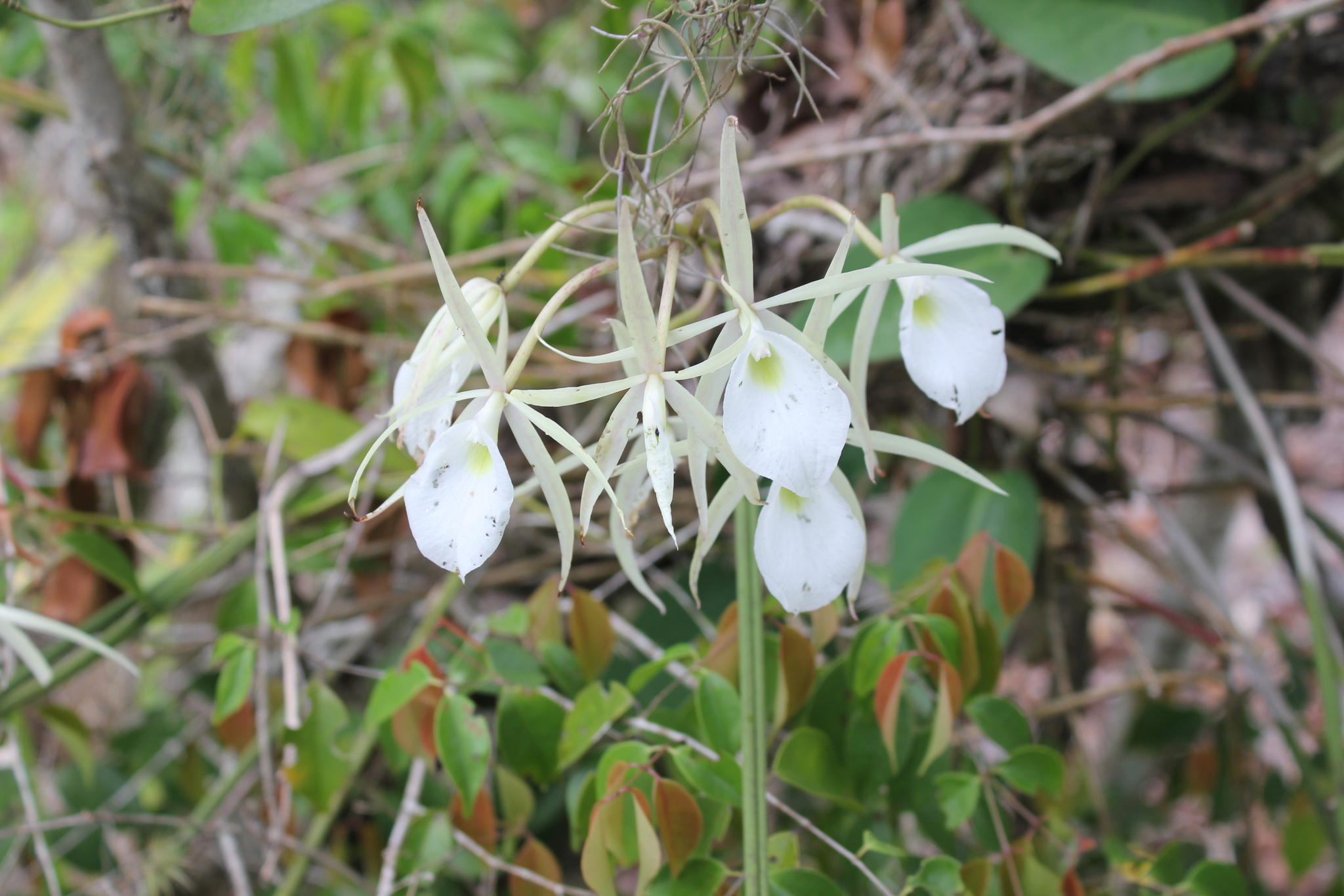 Brassavola flagellaris Barb.Rodr.