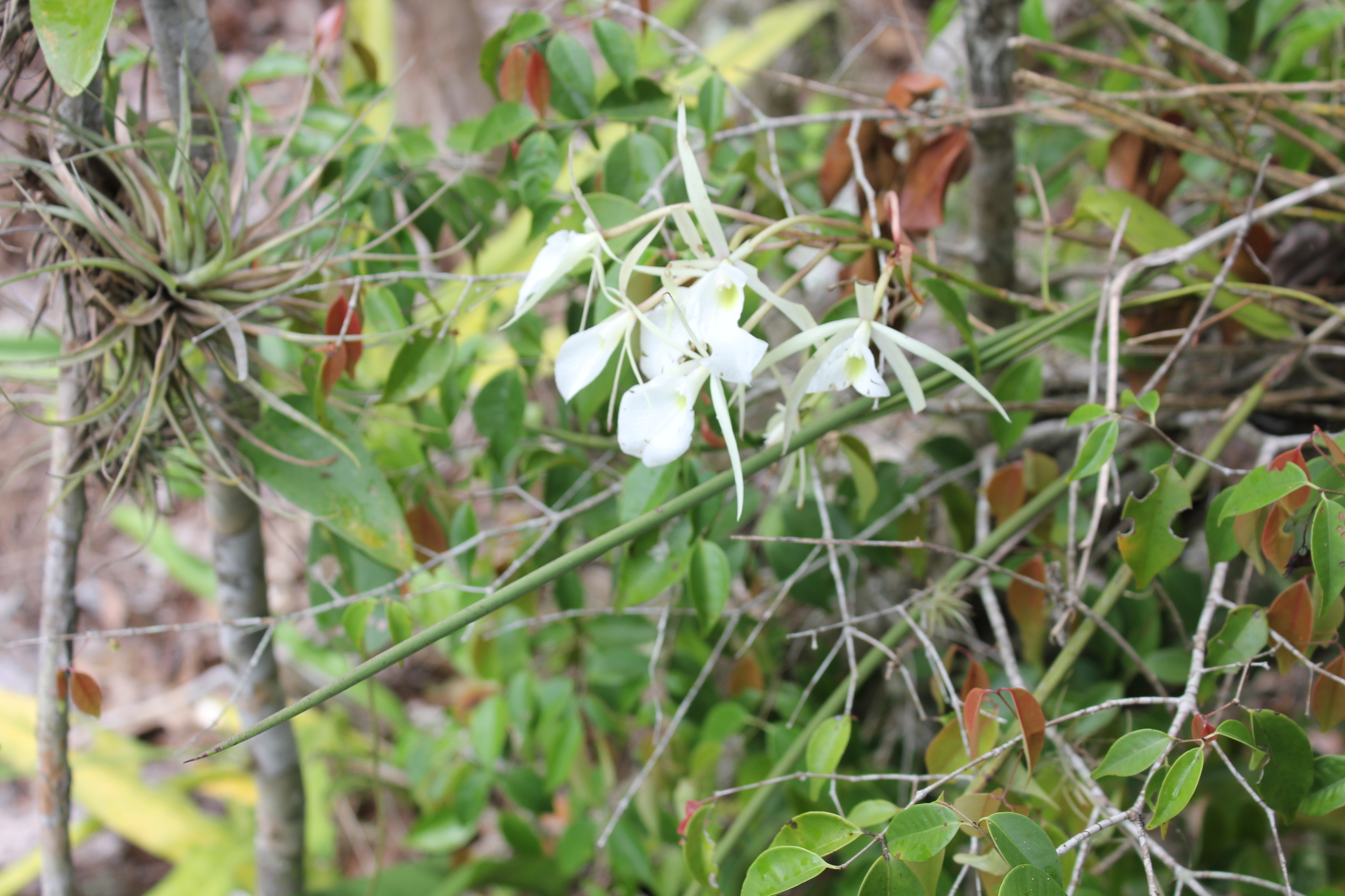 Brassavola flagellaris Barb.Rodr. 3