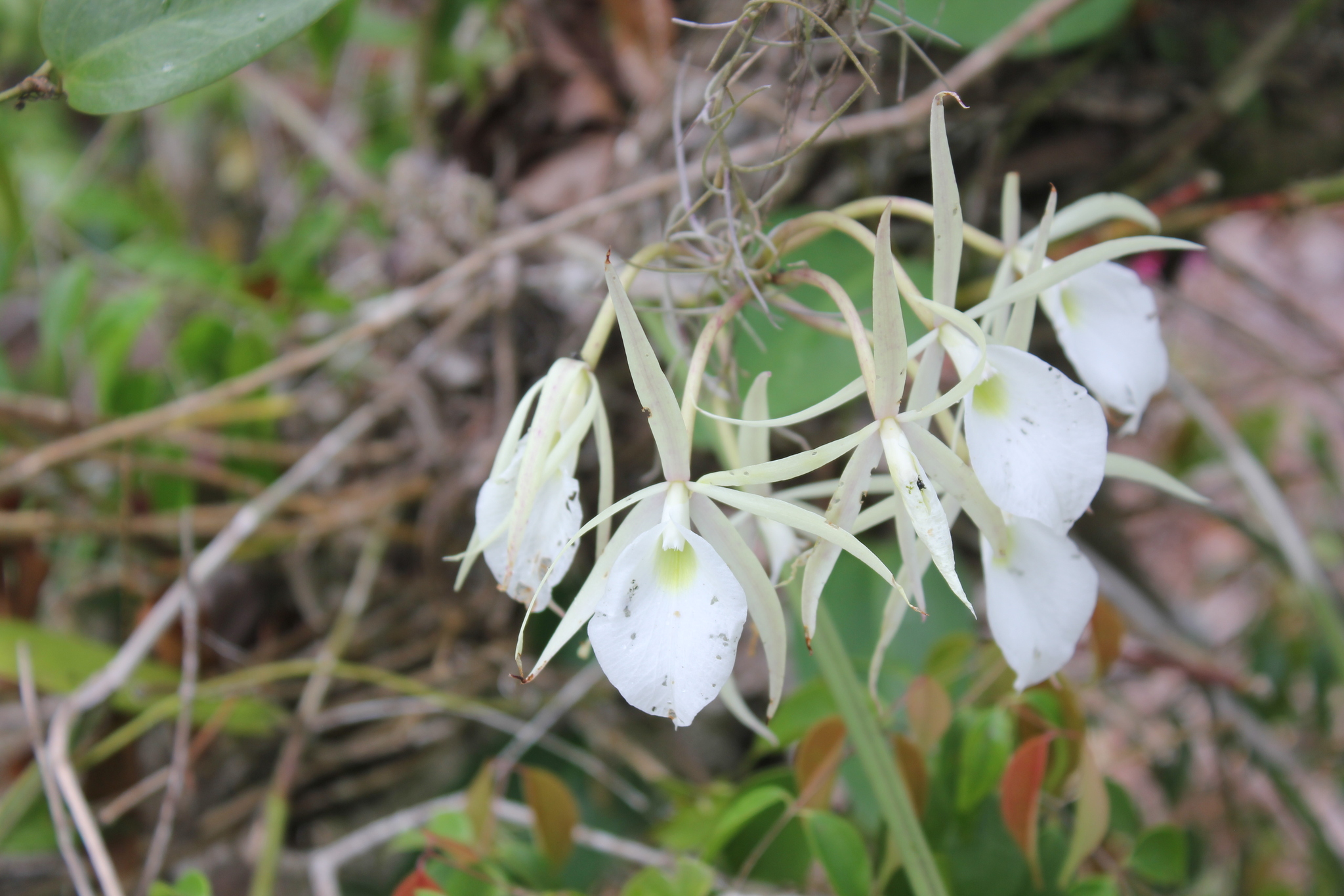 Brassavola flagellaris Barb.Rodr. 2